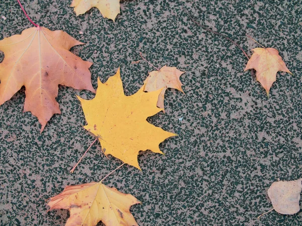 Autunno Foglie Gialle Rosse Cadute Asfalto — Foto Stock