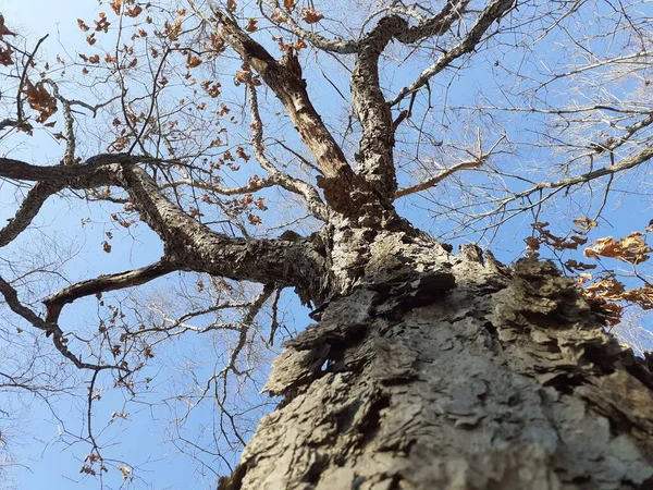 Yellow Daurian Birch Tree Bark — Stok fotoğraf