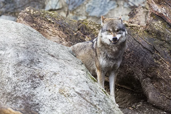 Angry Wolf — Stock Photo, Image