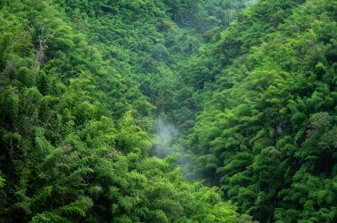 Sis içindeki dağ için güzel doğal manzara, Tayland 'da yağmur ormanı..