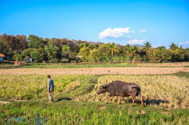 Asyalı çiftçi ve bufalo pirinç tarlasında.