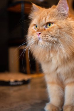 Güzel kırmızı kedi bir aslan gibi arka ayaklarının ve kürkünün üzerine oturur..