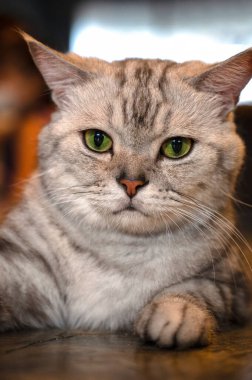 Şirin kedi tek başına dinleniyor ve kendine bir bak..