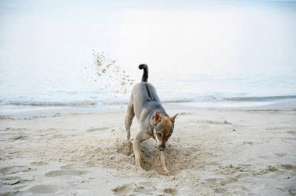 Dog digs sand at the beach.
