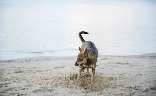 Dog digs sand at the beach.