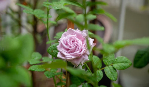 Pastel Rosas Roxas Com Gotas Água Jardim Flores — Fotografia de Stock