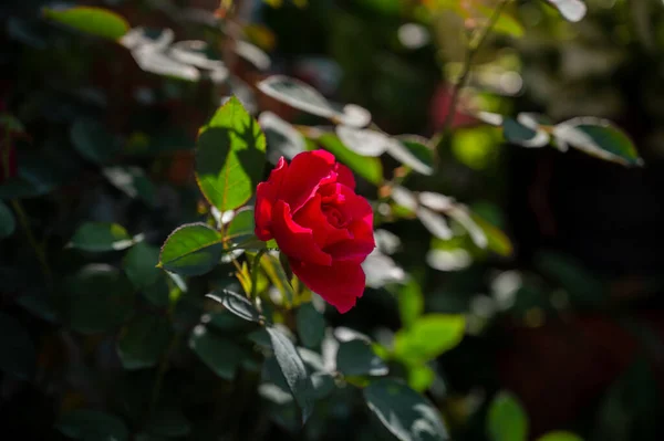 Vackra Röda Rosor Sommar Morgon Trädgård — Stockfoto
