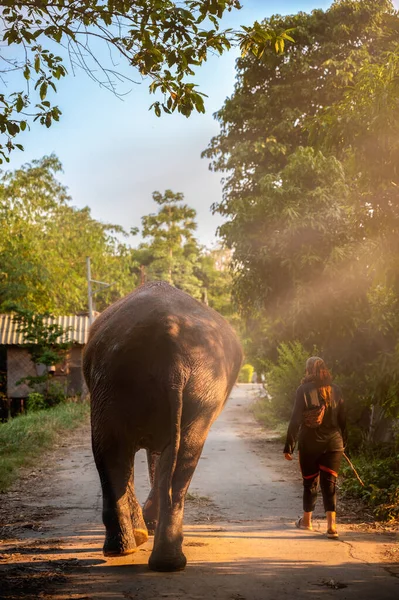 A mahout is taking care of the elephant after taking a bath. Elephant for Tourists and mahout walking tour at Ayutthaya Elephant Palace & Royal Kraal, Ayutthaya, Thailand.