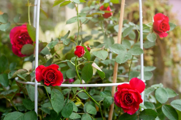 Jardín Rosas Rojas Por Mañana —  Fotos de Stock