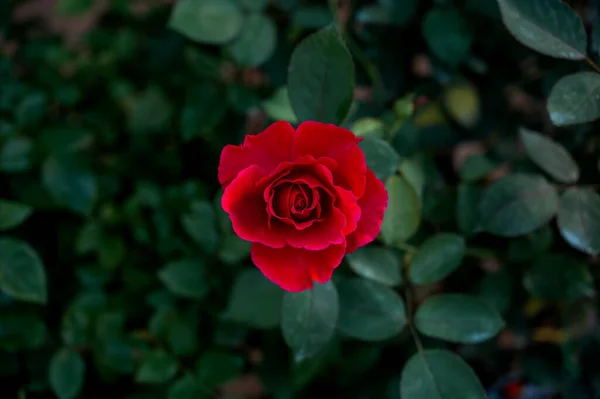Rose Rouge Sur Branche Verte — Photo