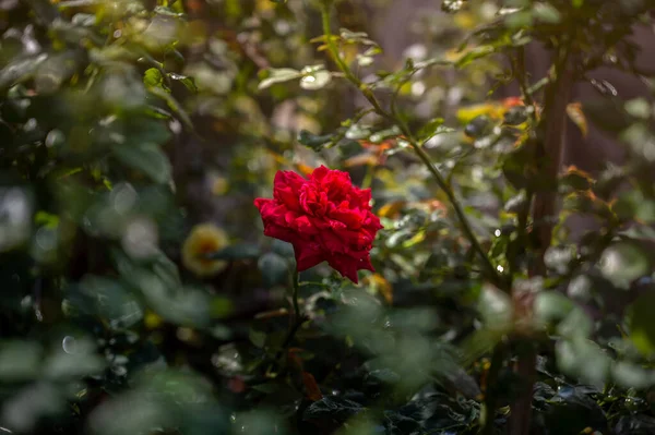 Vackra Röda Rosor Sommar Morgon Trädgård — Stockfoto