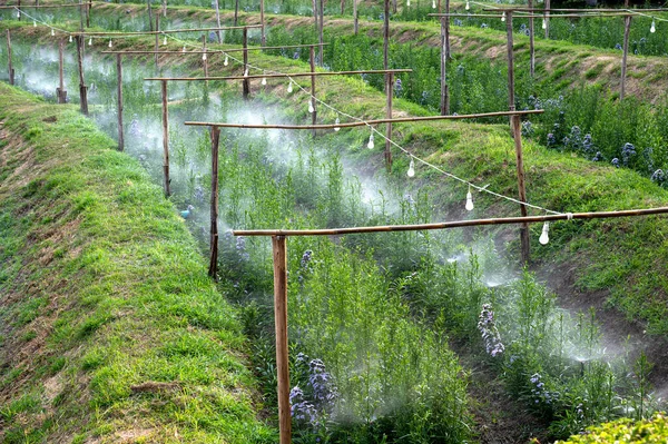Système Irrigation Fonction Arrosage Des Plantes Agricoles Système Arrosage Irrigation — Photo