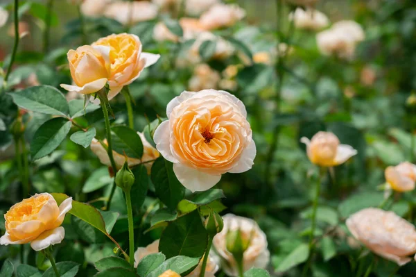 Vacker Rosenträdgård Växthuset Närbild — Stockfoto