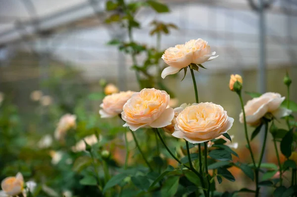 Hermosa Granja Jardín Rosas Invernadero Cerca Fotos de stock libres de derechos