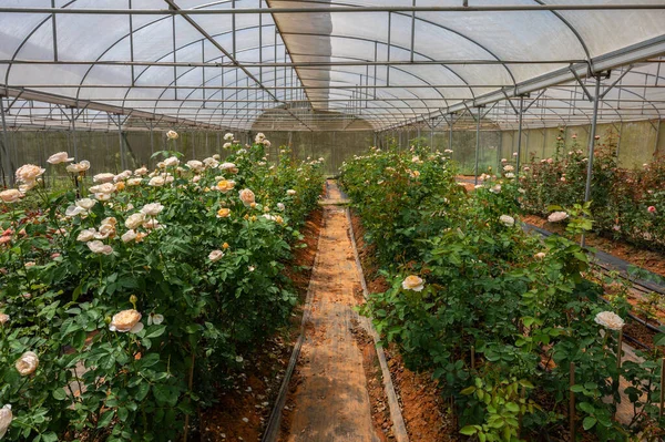 Croissance Industrielle Roses Dans Une Serre Thaïlandaise — Photo