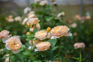 Seradaki güzel gül bahçesi çiftliği. Kapat..