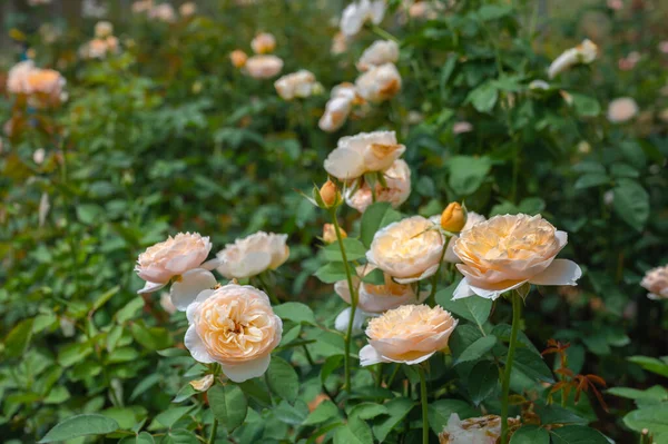 Hermosa Granja Jardín Rosas Invernadero Cerca —  Fotos de Stock