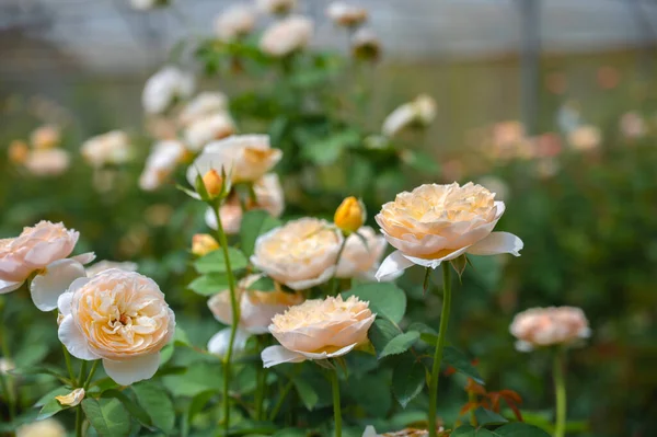 Hermosa Granja Jardín Rosas Invernadero Cerca —  Fotos de Stock