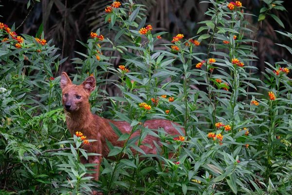 The leader dhole with red brown hair or fur looking straight in front in the bush or flower. Wildlife and Nature.