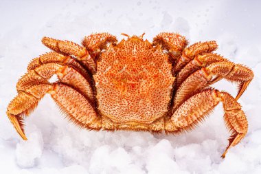 A crab lies diagonally on white snow, side view