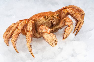 A crab lies diagonally on white snow, side view