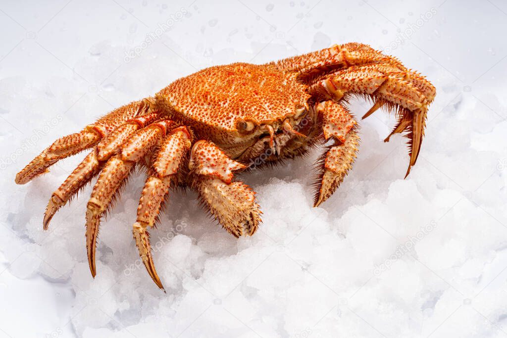 Crab on white snow in front, background with gradient