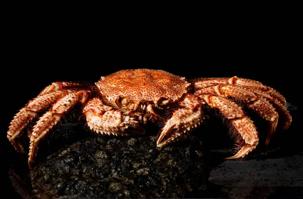 Crab Granite Stone Black Background Front View Horizontally — Photo