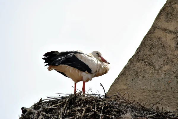 Stork — Stock Photo, Image