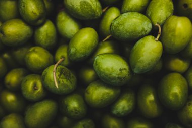 harvesting green olives from the field