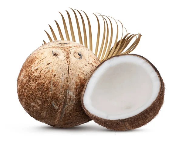 Kokosové Ovoce Izolované Bílém Pozadí — Stock fotografie