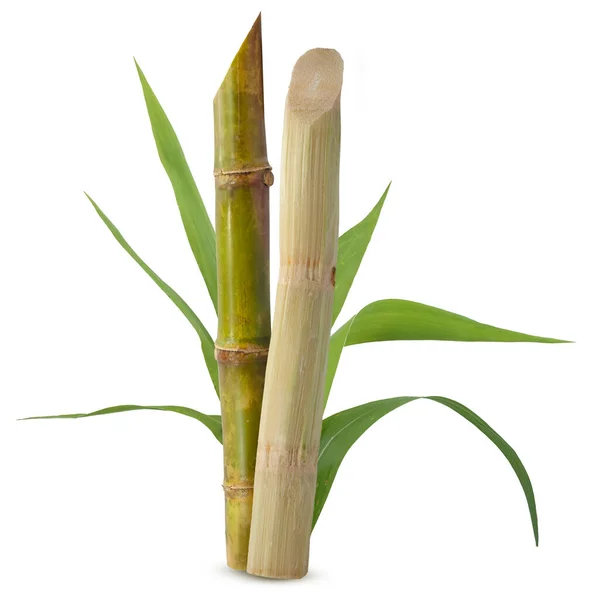 Sugarcane Leaf Isolatedon White Background — Stock Photo, Image