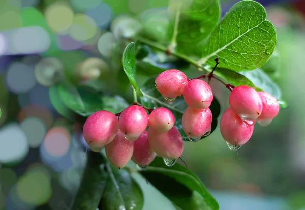 Karonda meyvesi veya bengal üzümü ve ağaçta yeşil yaprak