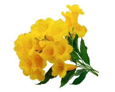 Tecoma çiçekleri beyaz arkaplanda izole eder