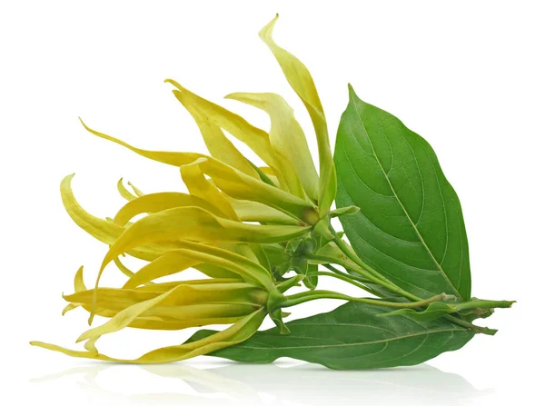 Beyaz arka plan üzerinde izole Ylang Ylang çiçek