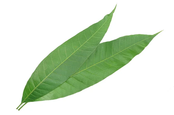 Mango Leaves White Background — Stock Photo, Image