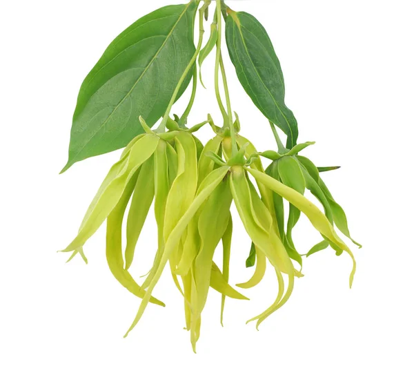 Ylang Ylang Flower Isolated White Background — Stock Photo, Image