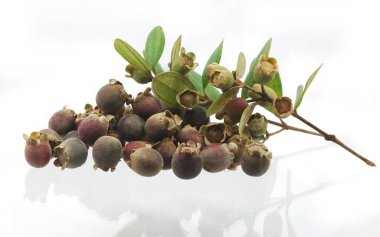 Beyaz arka planda yaban mersini veya yaban mersini tepesi