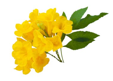 Tecoma stans flower isolated on hite background