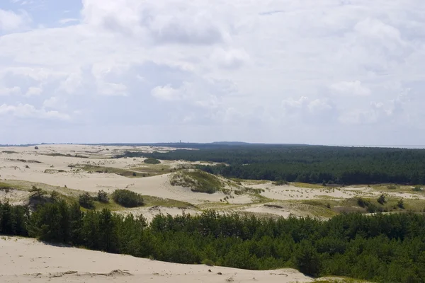 Foresta e sabbia — Foto Stock