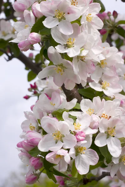 Flor de cerejeira Imagem De Stock