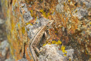 zemin üzerinde kahverengi kertenkele