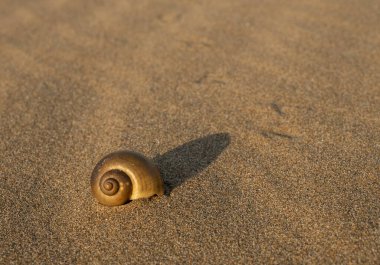 Kumsalda deniz kabuğu