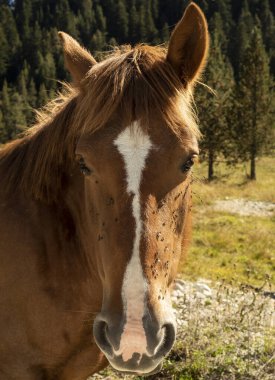 Kahverengi at yüzünde sinekler olan kameraya bakıyor.