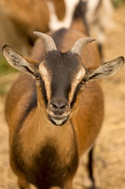 Kahverengi arka planda kameraya bakan boynuzlu kahverengi keçi