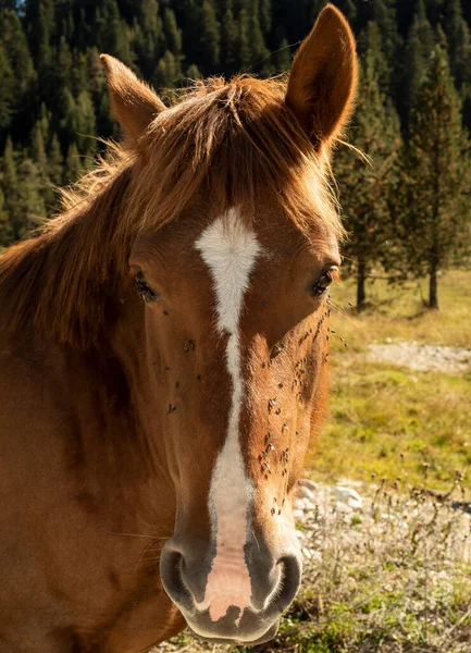 Kahverengi at yüzünde sinekler olan kameraya bakıyor.