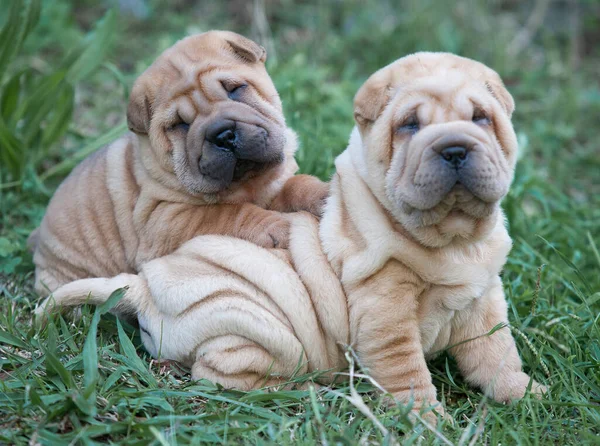 Zwei Kleine Hunde Blicken Die Kamera lizenzfreie Stockfotos