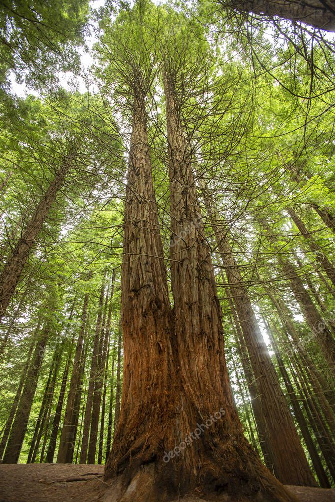 gran secuoya en el parque nacional sequoias 2024
