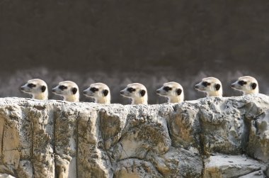 Meerket