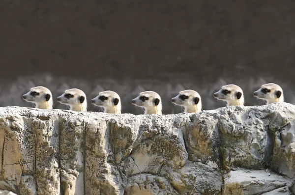 Meerket — Stock Photo, Image