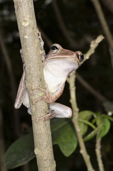 Tree frog — Stock Photo, Image